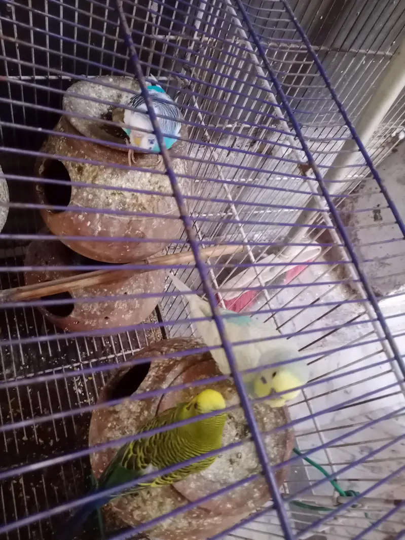 18mix pair and  pinjra all setup sale — photo 6