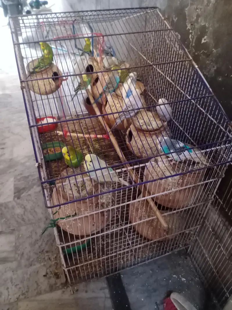 18mix pair and  pinjra all setup sale — photo 7