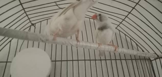 common finch vip pair