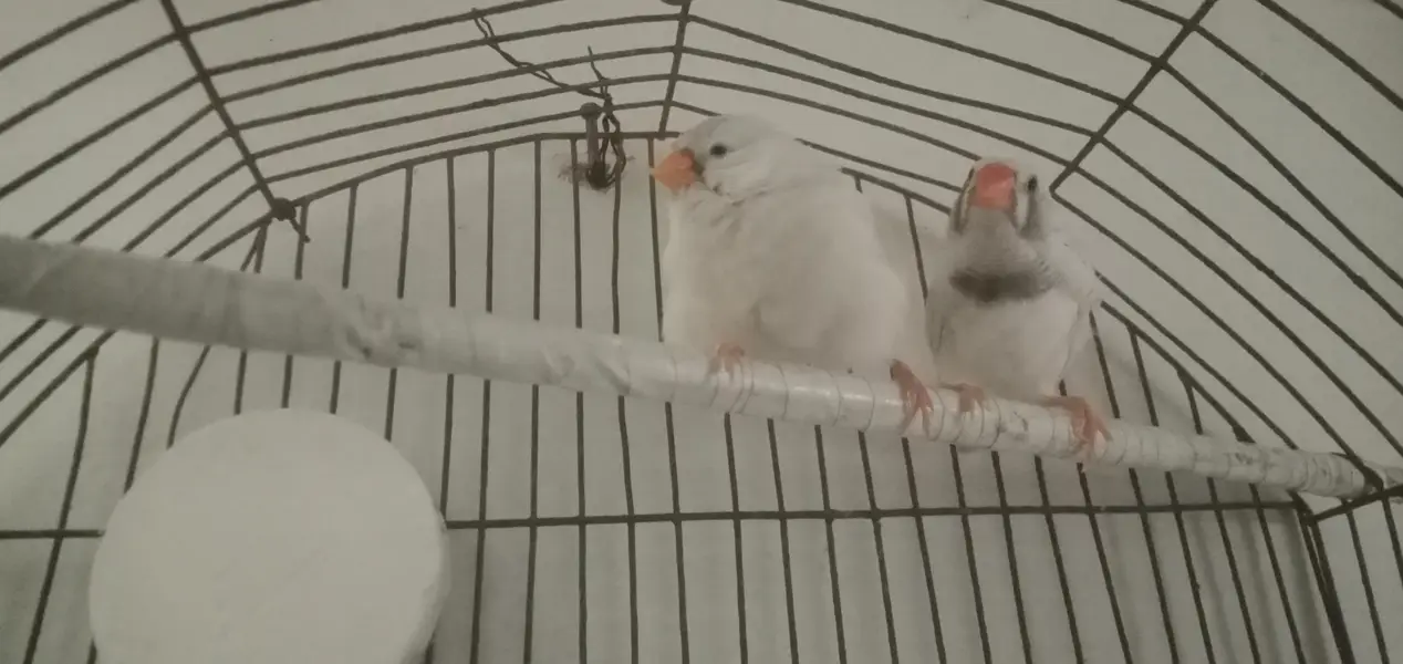 common finch vip pair — photo 2