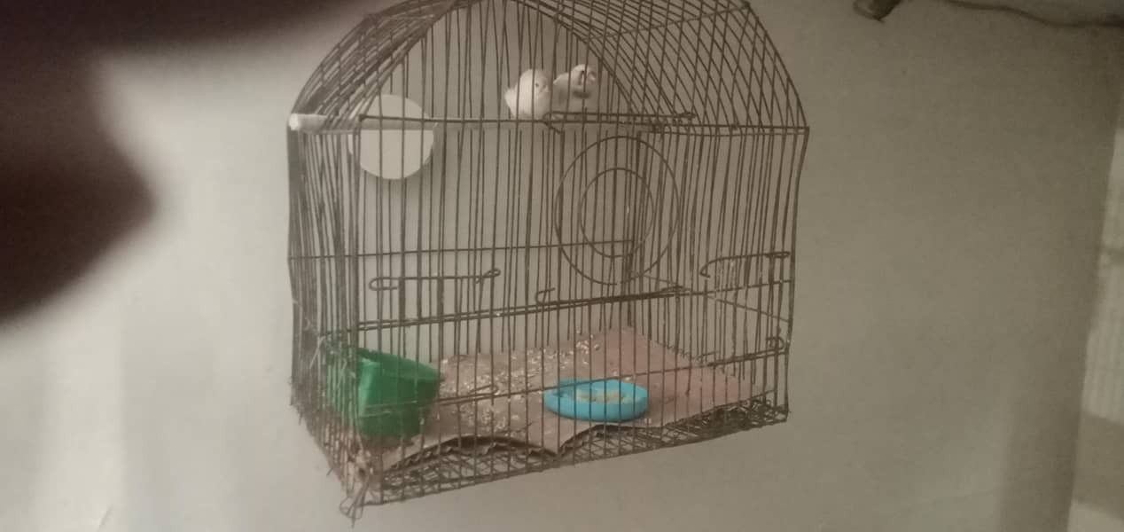 common finch vip pair - Finches - 1120704247