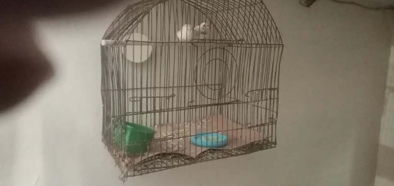 common finch vip pair — photo 3