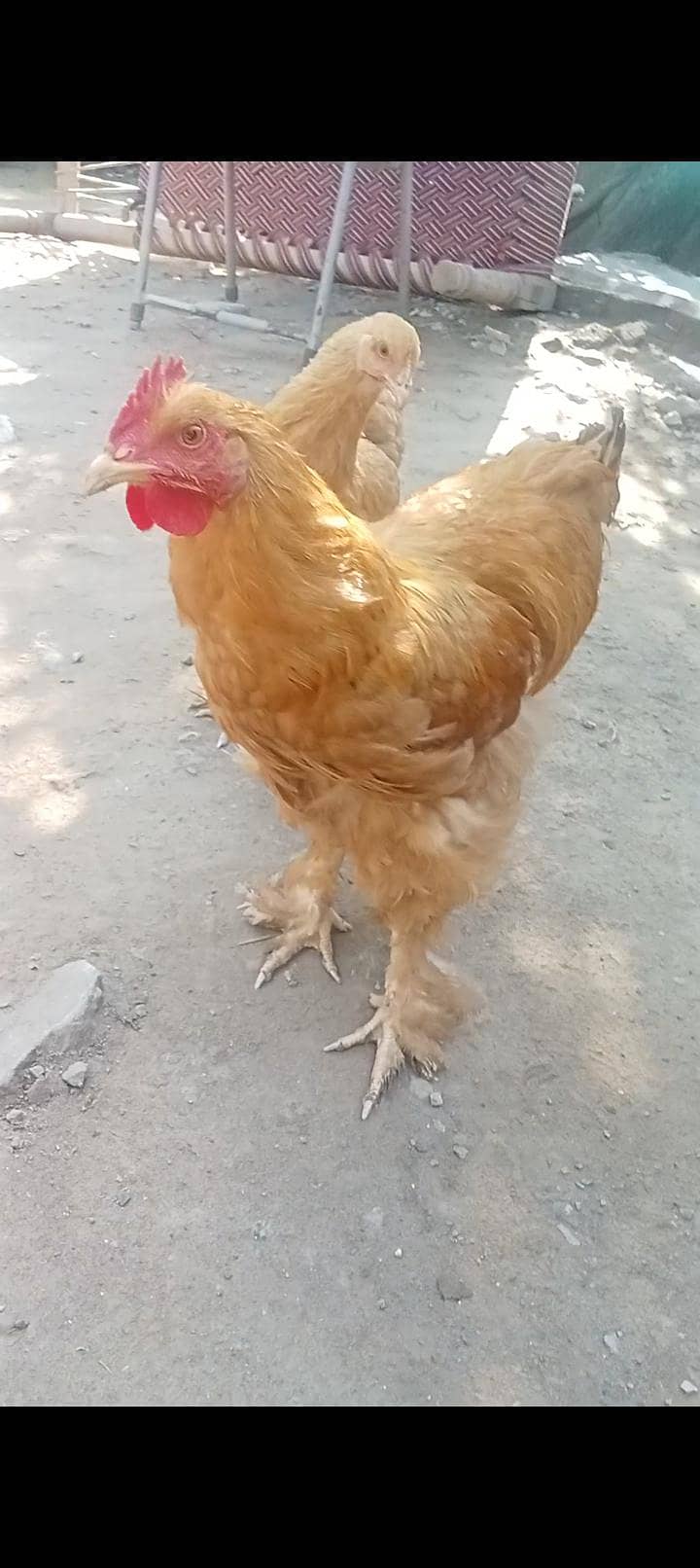 Goulden buff 1