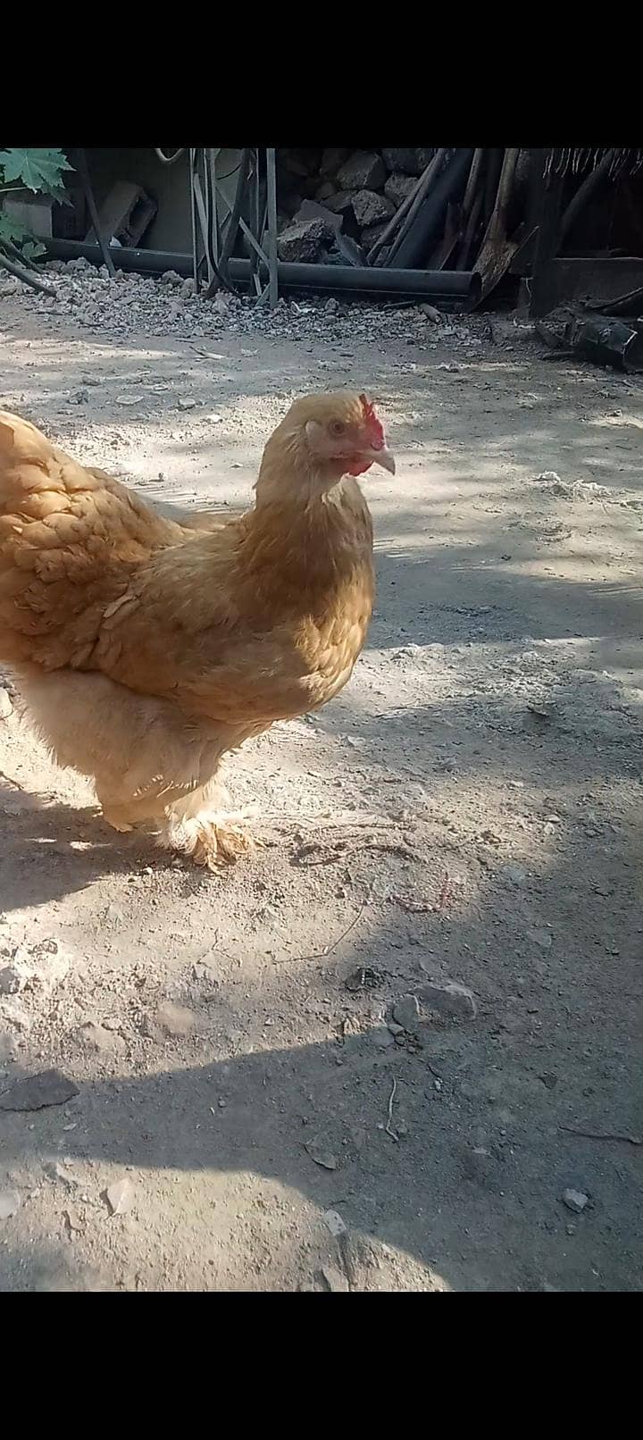 Goulden buff 2