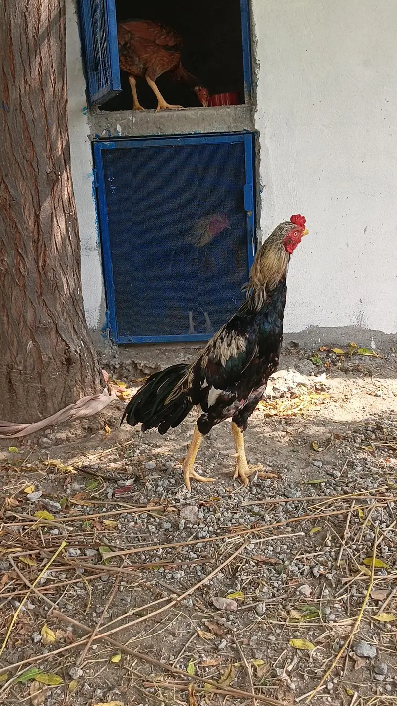 sawa morga — photo 2