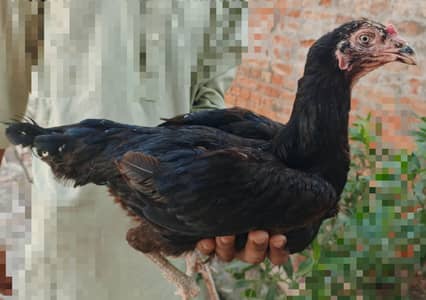 aseel hen