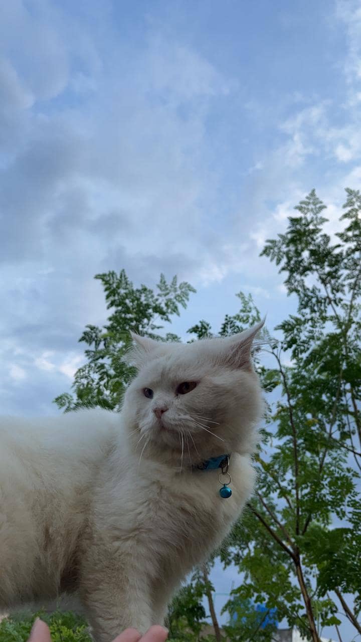 Persian Cat 0