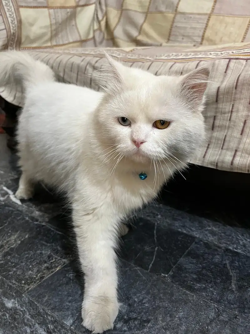 Persian Cat — photo 2