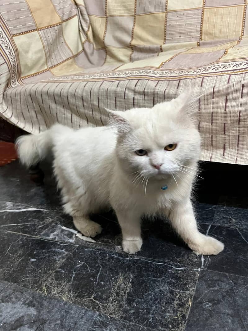 Persian Cat 2