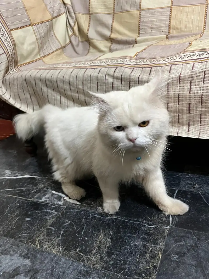 Persian Cat — photo 3