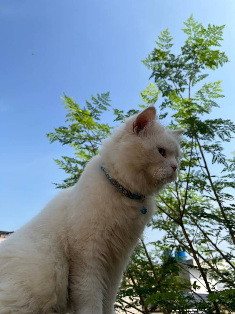 Persian Cat 3