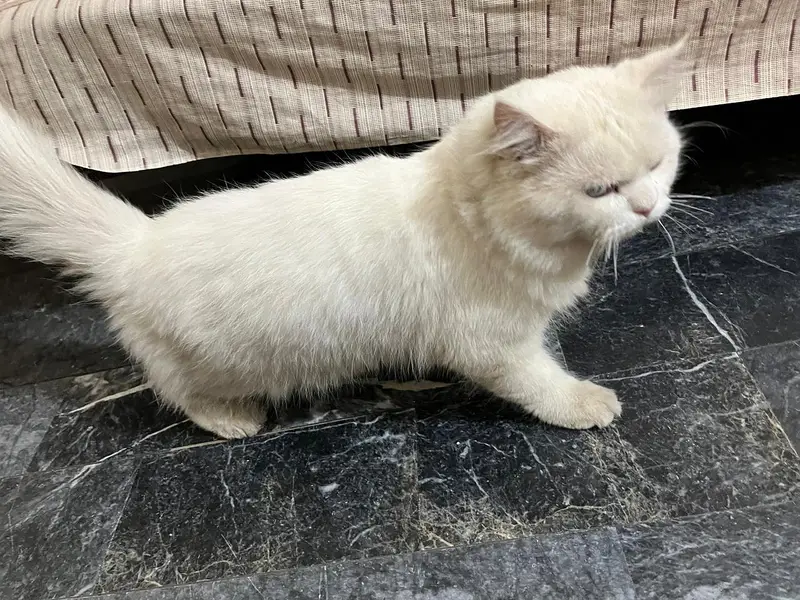Persian Cat — photo 5
