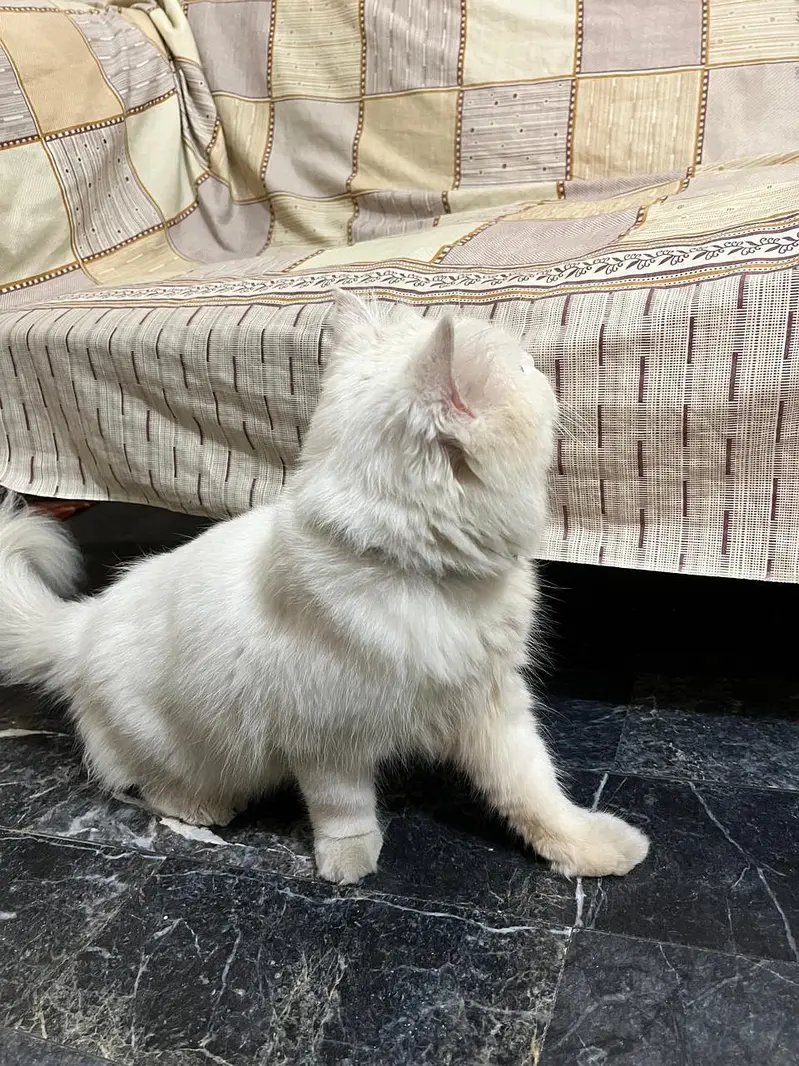 Persian Cat — photo 6