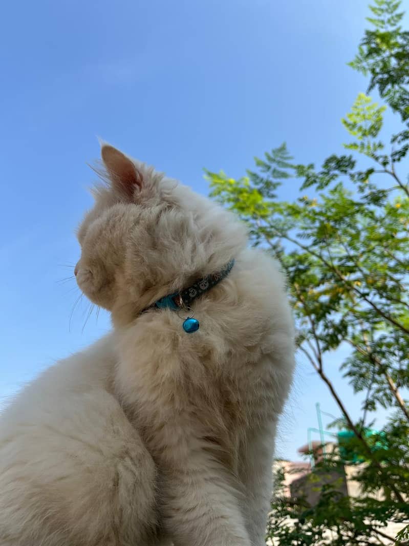 Persian Cat 6