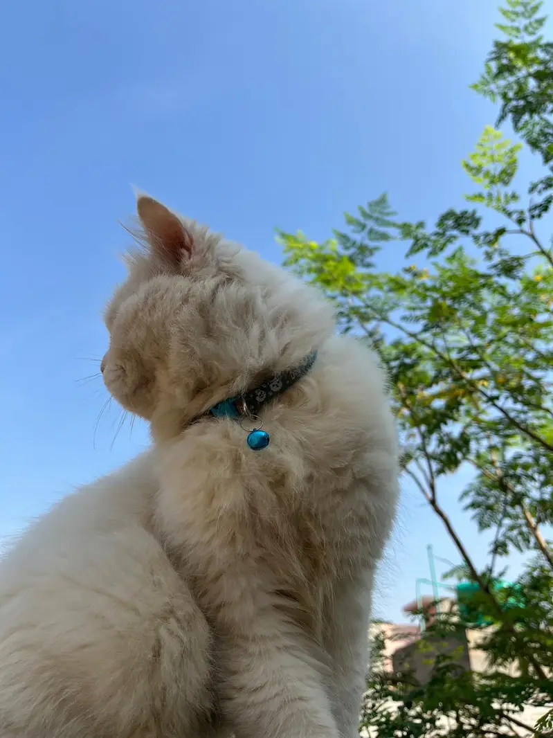 Persian Cat — photo 7