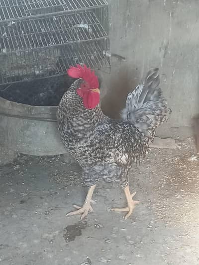 Plymouth Rooster Murga