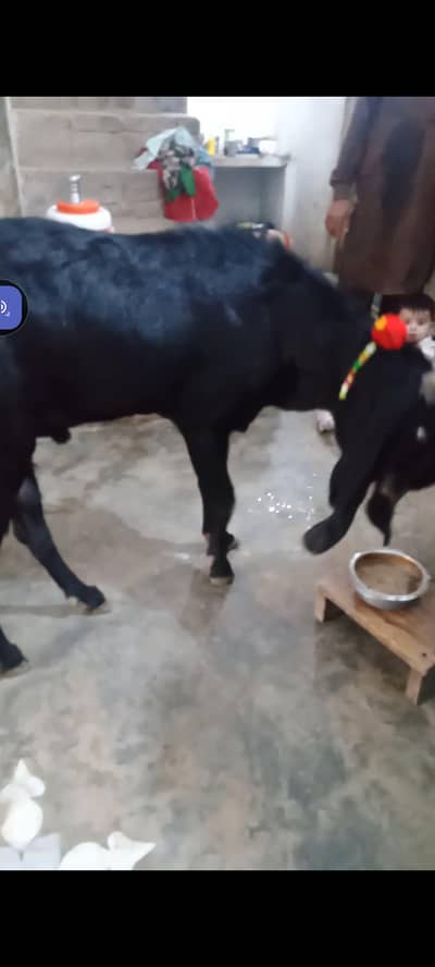 breedar bkra urgent sale