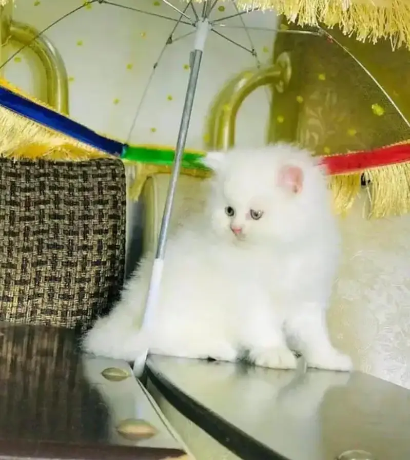 Persian cat 2month vaccinated — photo 2