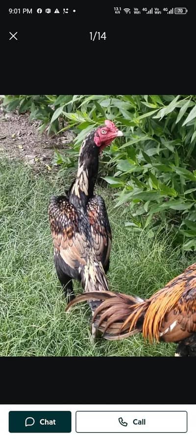 Aseel Mianwali vacinated old blood line male available