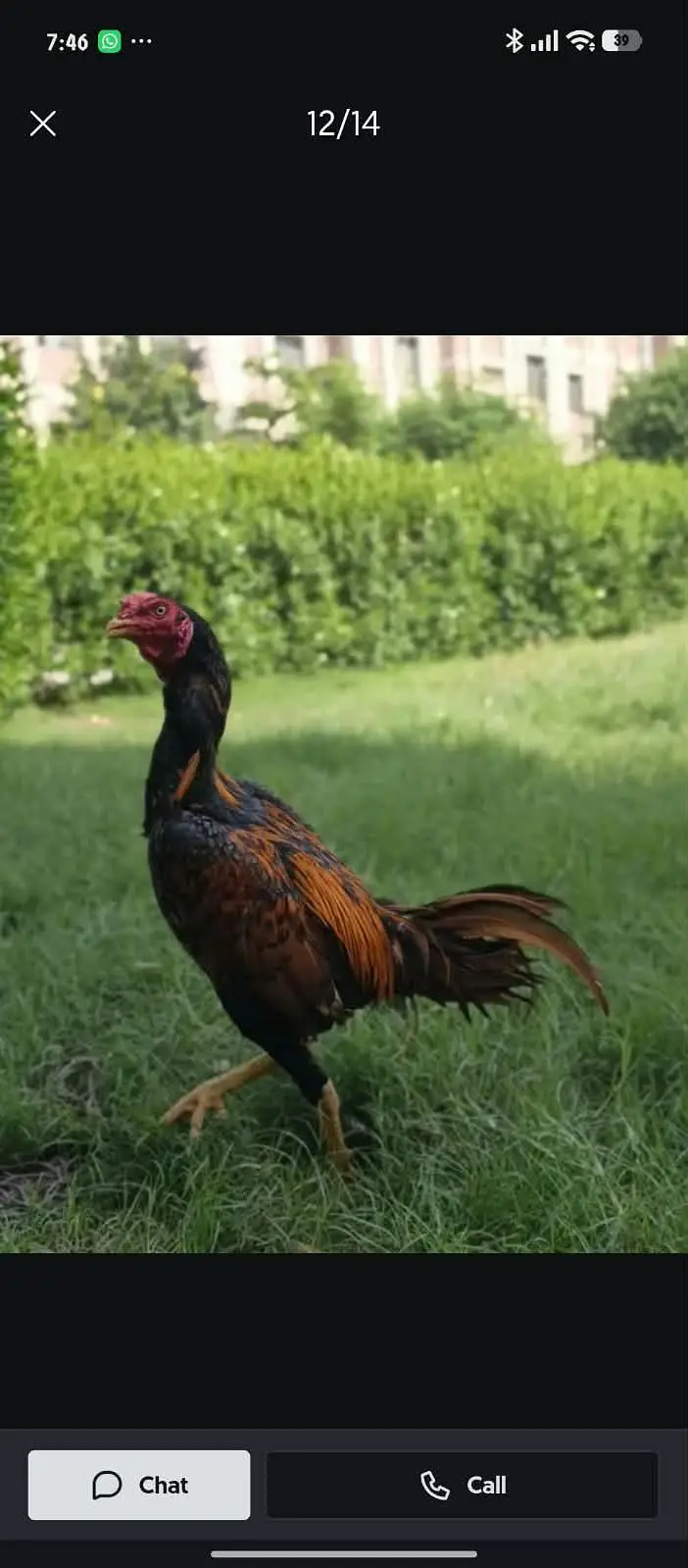 Aseel Mianwali vacinated old blood line male available — photo 4