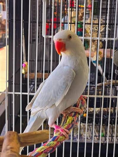 Blue laswing male