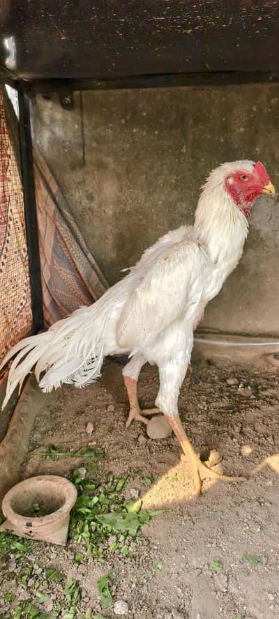 shamo /white shamo/german shamo/king shamo /chicks/ breeder