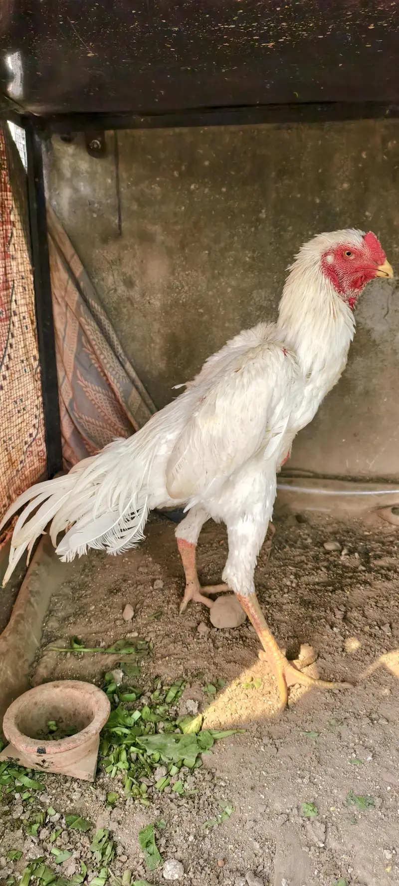 shamo /white shamo/german shamo/king shamo /hens /chicks/ breeder