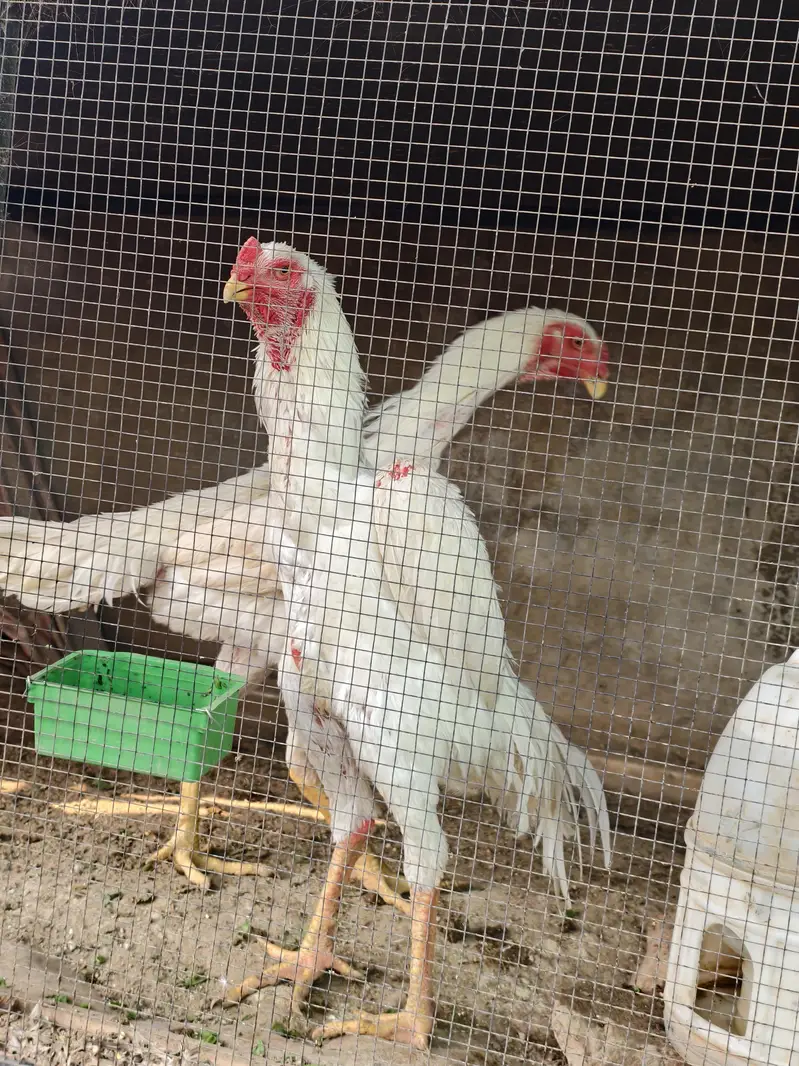 shamo /white shamo/german shamo/king shamo /hens /chicks/ breeder — photo 8