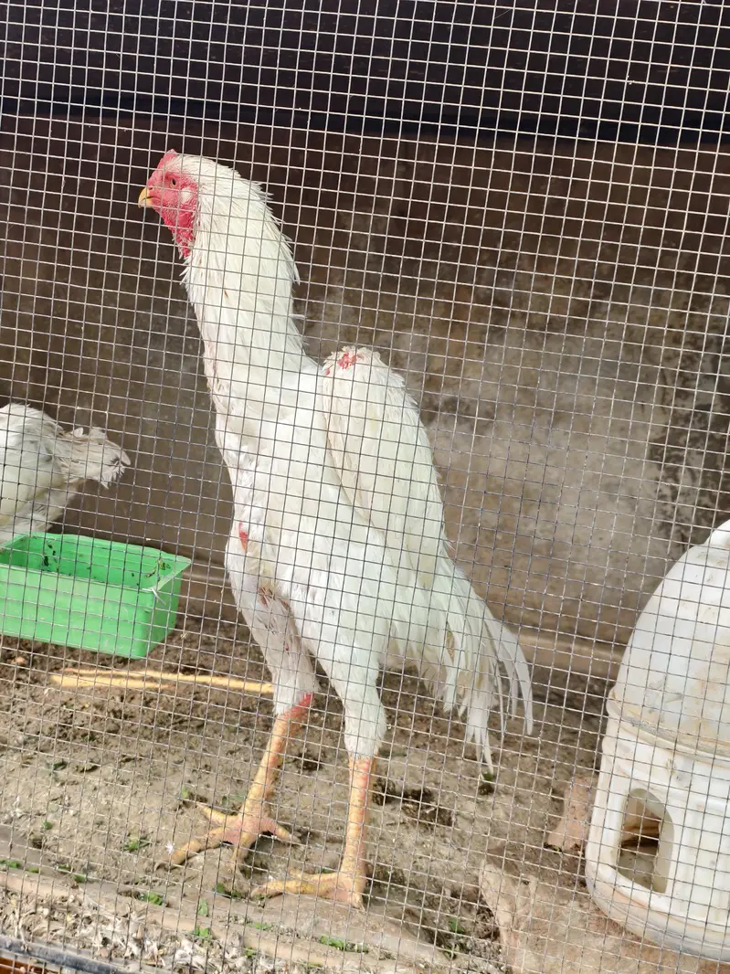 shamo /white shamo/german shamo/king shamo /hens /chicks/ breeder — photo 9