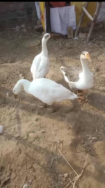 3 long neck duck