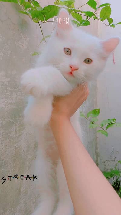 3 kittens for sale