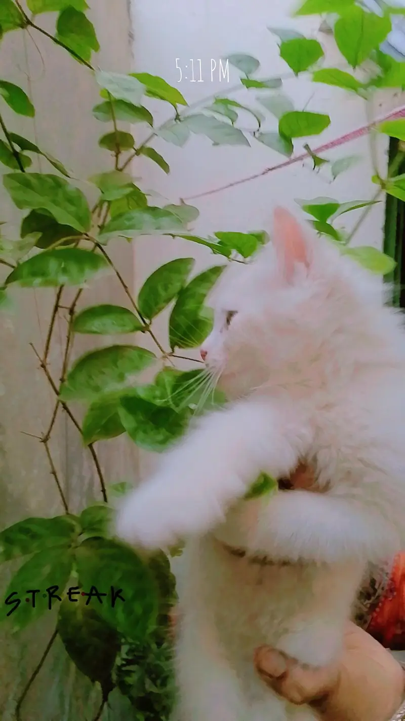 3 kittens for sale — photo 2