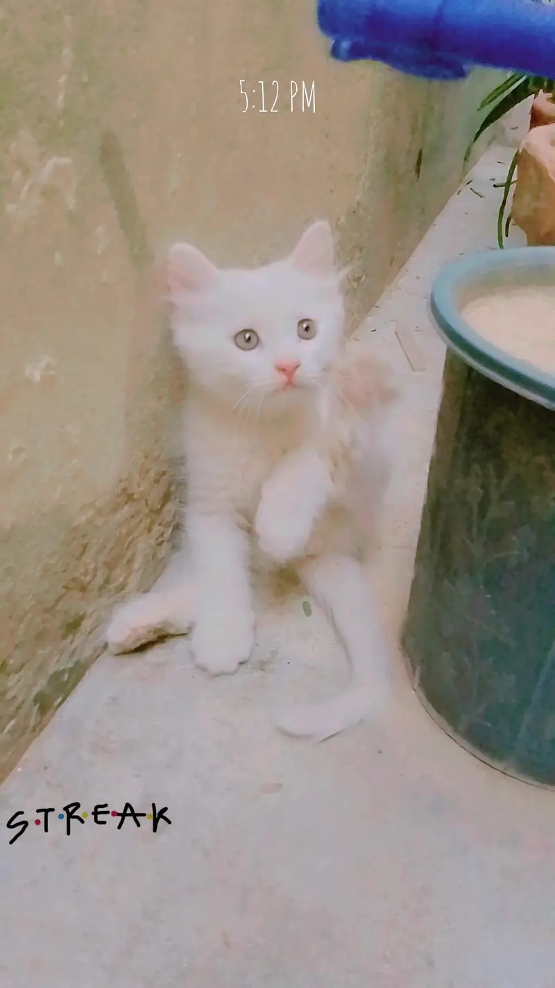 3 kittens for sale — photo 3