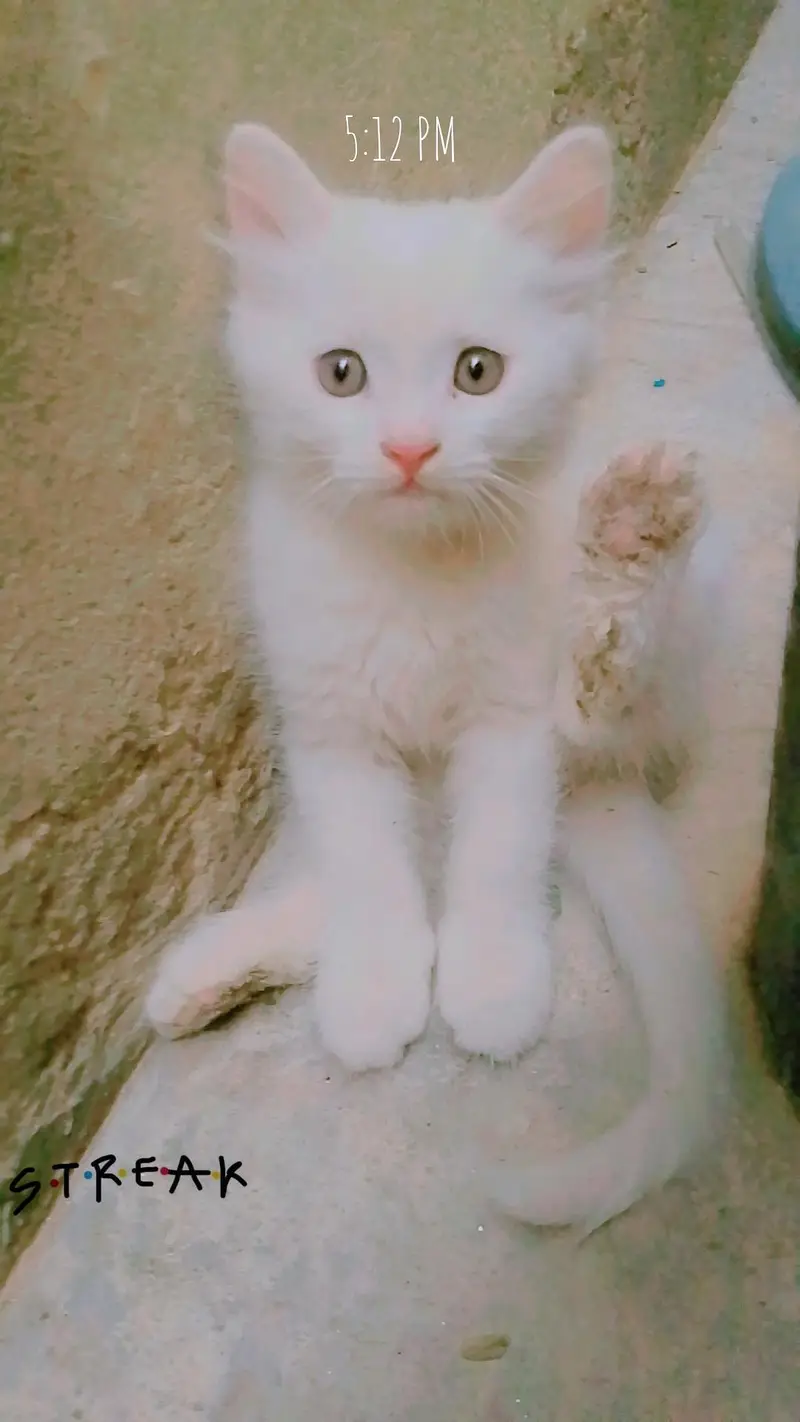 3 kittens for sale — photo 4