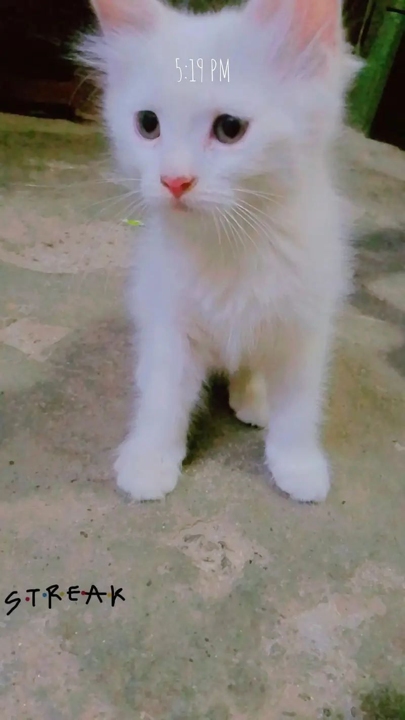 3 kittens for sale — photo 5