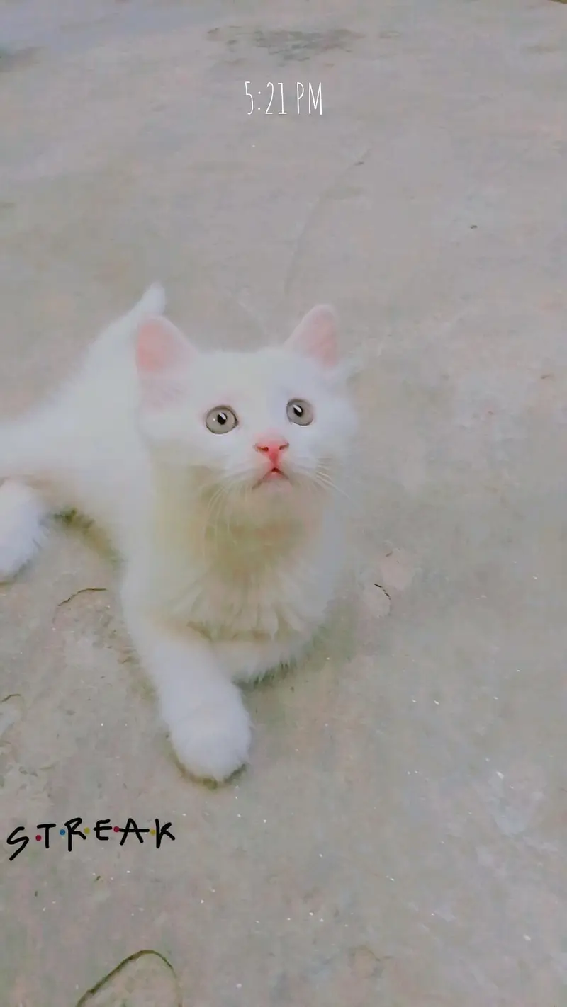 3 kittens for sale — photo 6
