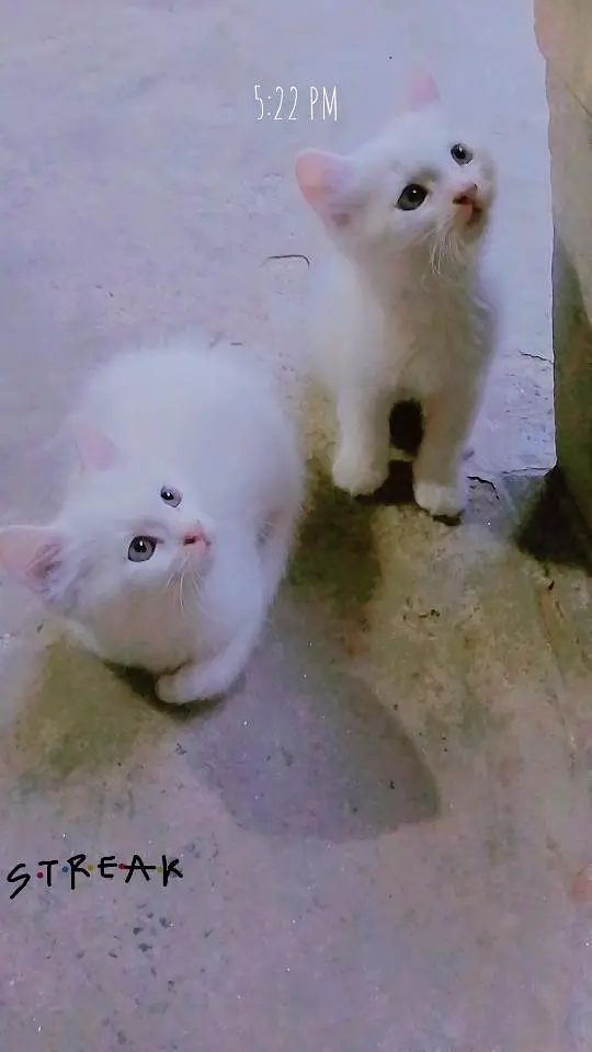 3 kittens for sale — photo 7