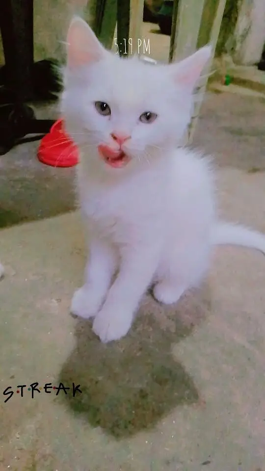 3 kittens for sale — photo 8