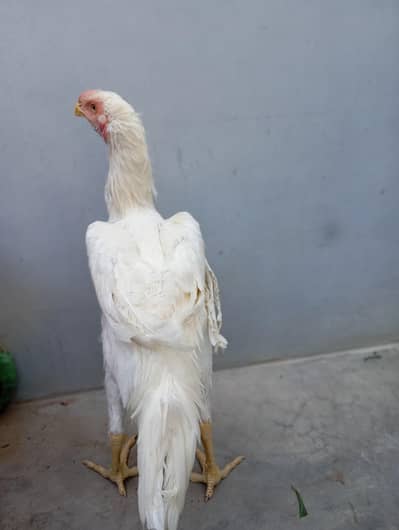8 months old white rooster for sale