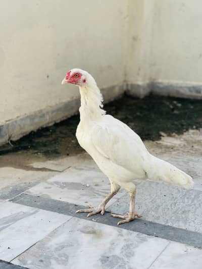 Top Quality Aseel Heera