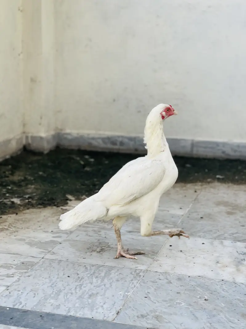 Top Quality Aseel Heera — photo 2
