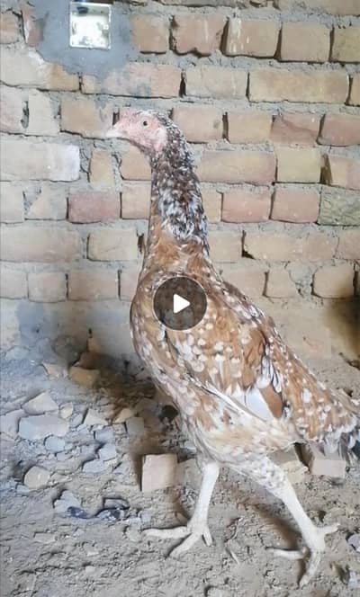 Aseel hen for sale