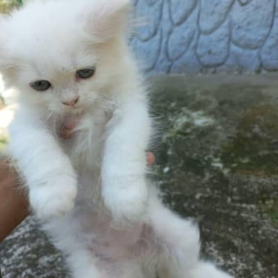 Persian white cat