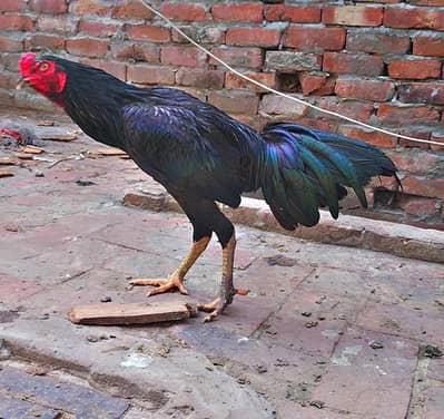 male phata