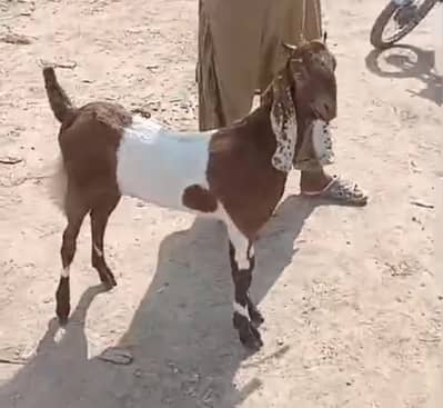 Bakri urgent sale
