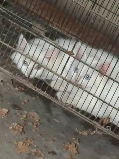 Persian cat for sale