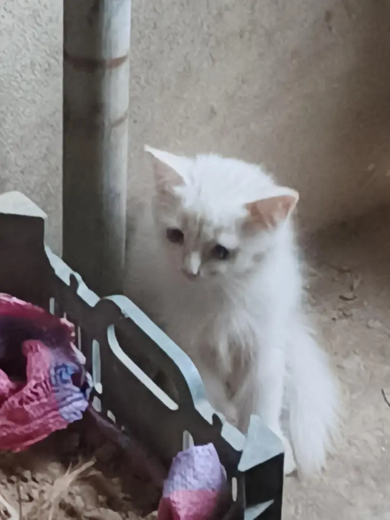 Persian cat for sale — photo 2