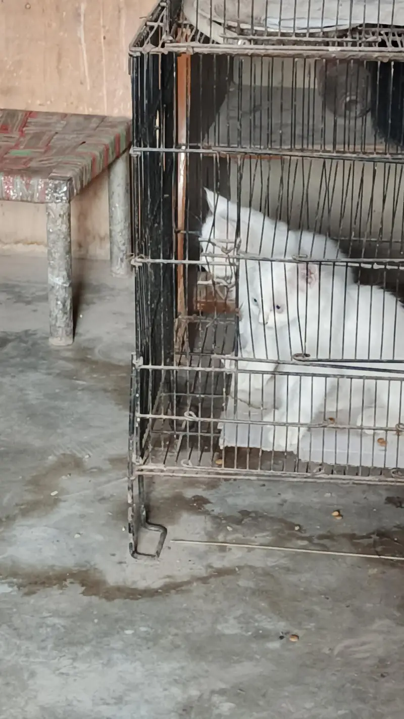 Persian cat for sale — photo 3