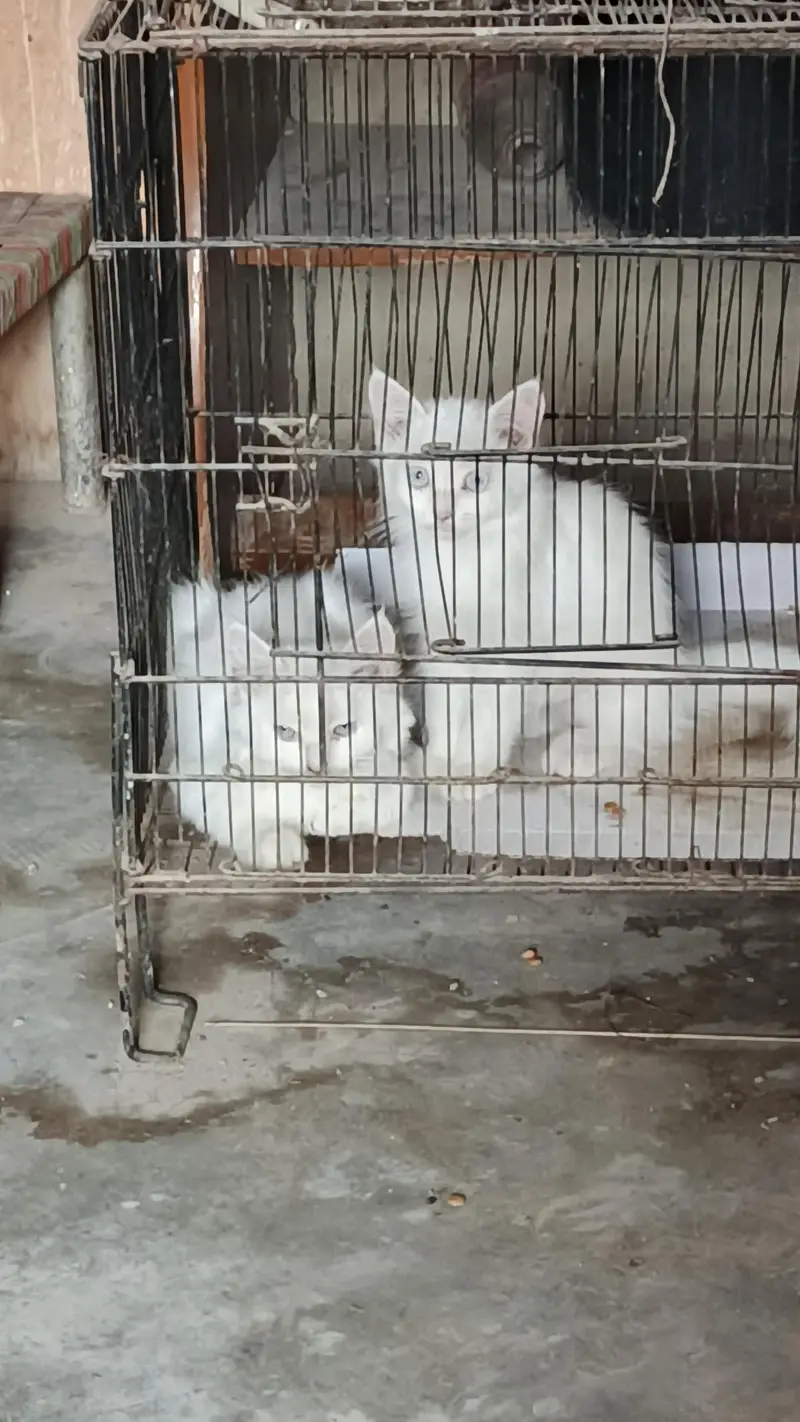Persian cat for sale — photo 4