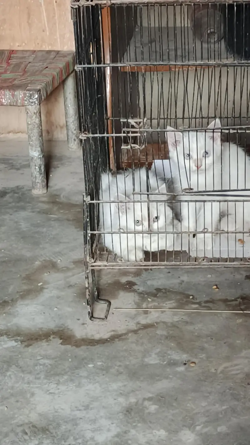 Persian cat for sale — photo 5